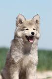 CHIEN FINNOIS DE LAPONIE 587